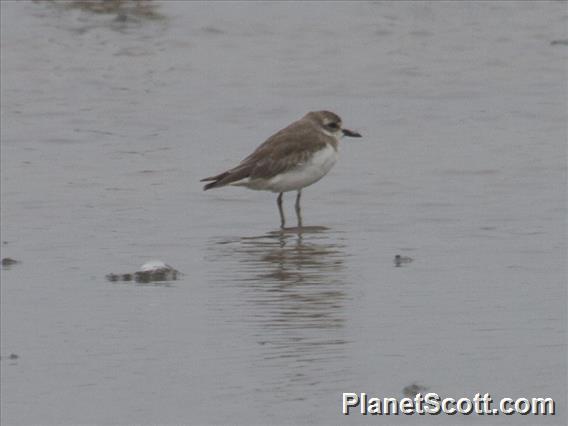 Tibetan Sand Plover (Anarhynchus atrifrons)