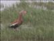 Black-bellied Whistling-Duck (Dendrocygna autumnalis)