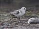 Sanderling (Calidris alba)