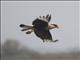 Crested Caracara (Caracara cheriway)