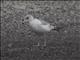 Ring-billed Gull (Larus delawarensis) - 1st Winter