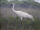 Whooping Crane (Grus americana)