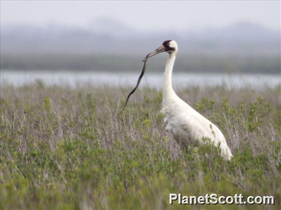 Whooping Crane (Grus americana)