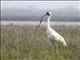 Whooping Crane (Grus americana) - Eating Snake