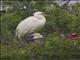 Great Blue Heron (Ardea herodias)