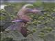 Reddish Egret (Egretta rufescens)