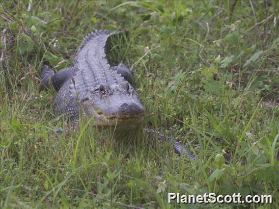 American Alligator (Alligator mississippiensis)