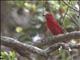 Summer Tanager (Piranga rubra) - Male