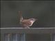 Carolina Wren (Thryothorus ludovicianus)