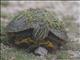 Red-eared Slider (Trachemys scripta)