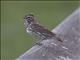 Savannah Sparrow (Passerculus sandwichensis)