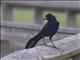 Boat-tailed Grackle (Quiscalus major)