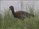 White-faced Ibis (Plegadis chihi)