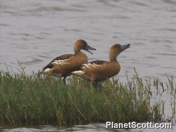 Fulvous Whistling-Duck (Dendrocygna bicolor)