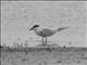 Gull-billed Tern (Gelochelidon nilotica)