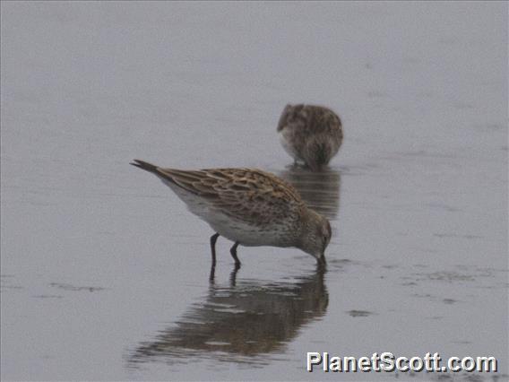 White-rumped Sandpiper (Calidris fuscicollis)