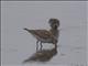 White-rumped Sandpiper (Calidris fuscicollis)