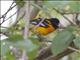 Baltimore Oriole (Icterus galbula)