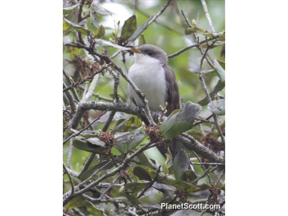 Yellow-billed Cuckoo (Coccyzus americanus)