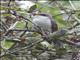 Yellow-billed Cuckoo (Coccyzus americanus)