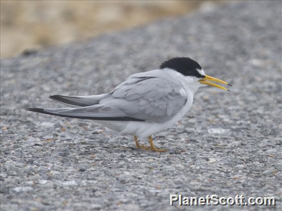 Least Tern (Sternula antillarum)