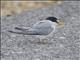 Least Tern (Sternula antillarum)