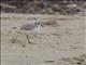 Snowy Plover (Charadrius nivosus)