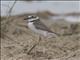 Wilsons Plover (Charadrius wilsonia)