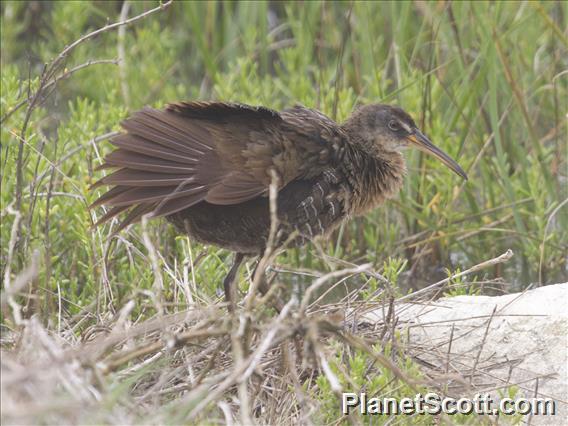 Clapper Rail (Rallus crepitans)