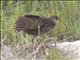 Clapper Rail (Rallus crepitans)