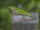 Green Anole (Anolis carolinensis)