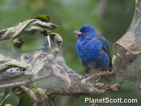 Indigo Bunting (Passerina cyanea)