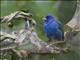 Indigo Bunting (Passerina cyanea)