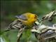 Prothonotary Warbler (Protonotaria citrea)