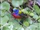 Painted Bunting (Passerina ciris)