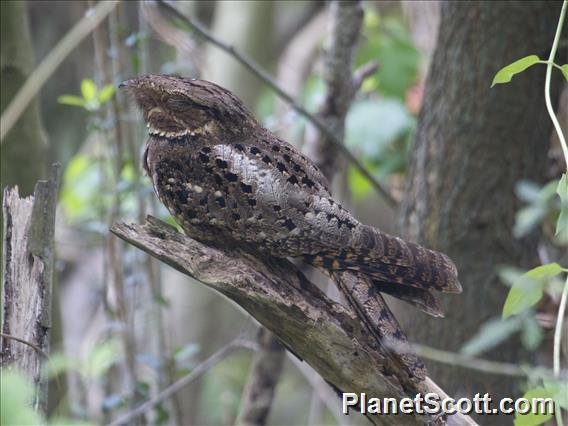 Chuck-will's-widow (Antrostomus carolinensis)