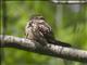 Lesser Nighthawk (Chordeiles acutipennis)