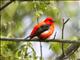 Scarlet Tanager (Piranga olivacea)