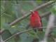 Summer Tanager (Piranga rubra)