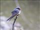 Barn Swallow (Hirundo rustica)