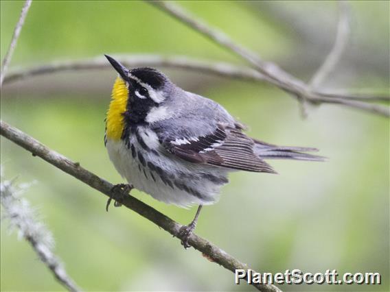 Yellow-throated Warbler (Setophaga dominica)