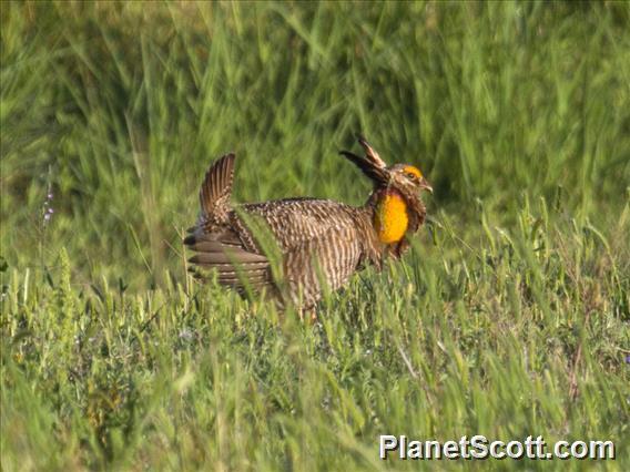 Greater Prairie-chicken (Tympanuchus cupido)