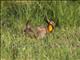 Greater Prairie-chicken (Tympanuchus cupido)