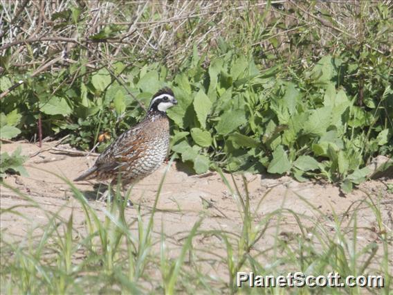 Northern Bobwhite (Colinus virginianus)