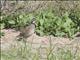 Northern Bobwhite (Colinus virginianus) - Male