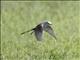 Scissor-tailed Flycatcher (Tyrannus forficatus)