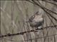 Grasshopper Sparrow (Ammodramus savannarum)