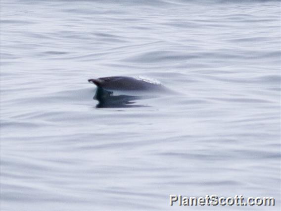 Northern Right Whale Dolphin (Lissodelphis borealis)