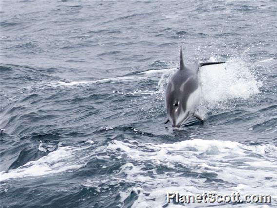 Pacific White-sided Dolphin (Lagenorhynchus obliquidens)