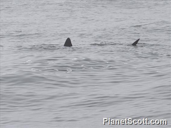 Salmon Shark (Lamna ditropis)